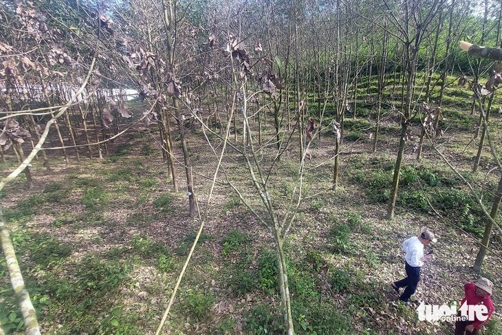 500ha cao su bị bệnh lạ rụng lá, nông dân đứng ngồi không yên- Ảnh 1. Cao su khô lá và cành khiến người dân bất an - Ảnh: HOÀNG TÁO