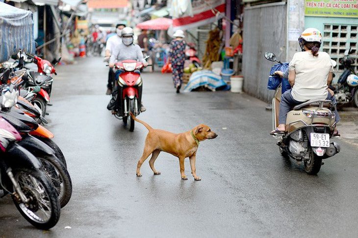 7 tháng, 56 người tử vong vì bệnh dại, chỉ hơn một nửa chó nuôi được tiêm phòng- Ảnh 1. Nhiều người nuôi chó còn để chó chạy rông ra đường và không đeo rọ mõm, nguy cơ lan truyền bệnh dại rất lớn khi mới chỉ có 58% chó được tiêm phòng