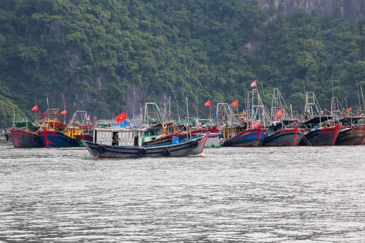 Ban Bí thư: Quyết tâm gỡ cảnh báo 'thẻ vàng' thủy sản trong năm 2024- Ảnh 1. Tàu cá hoạt động ở vùng biển tỉnh Quảng Ninh - Ảnh: C.TUỆ
